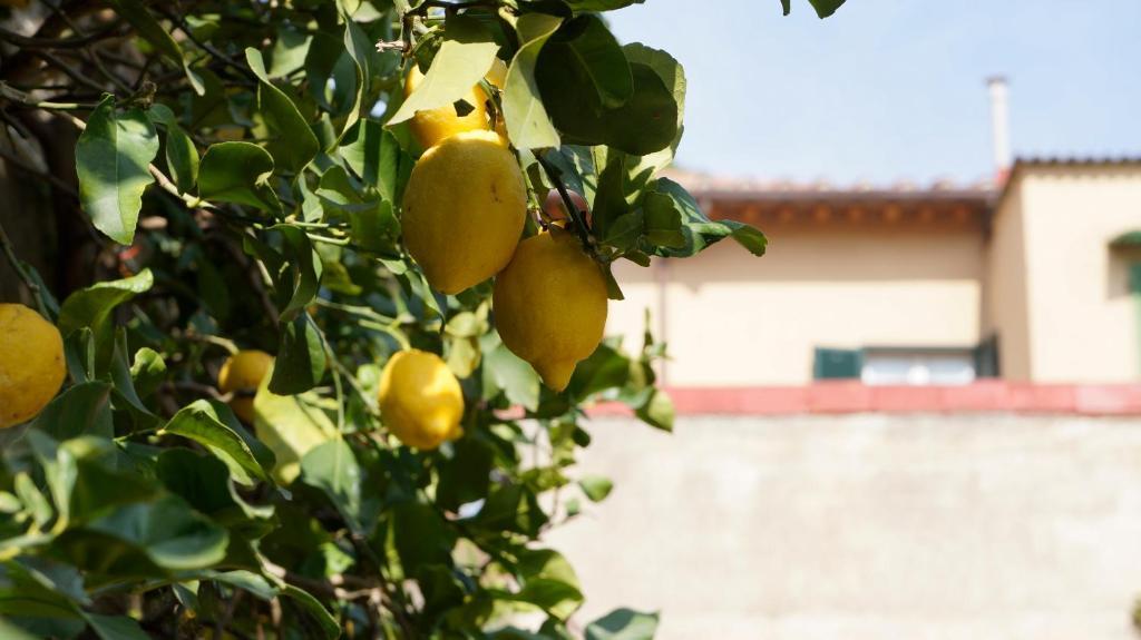 Borgo Largo 51 Bed & Breakfast Pisa Exterior photo